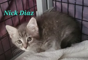 Nick Diaz Grey paws