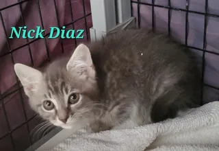 Nick Diaz Grey paws