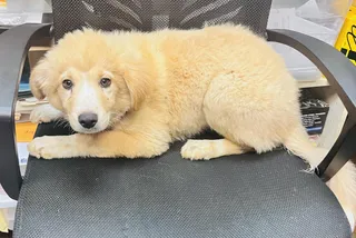Aussie Mix Pups