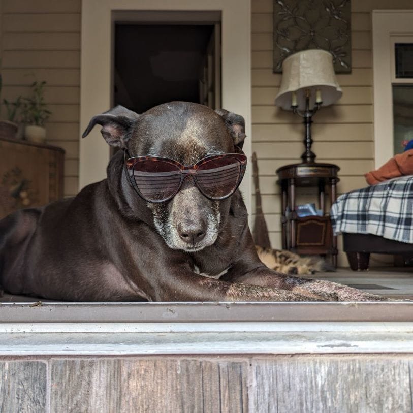 ELLIE - Foster/Fospice or adopter needed