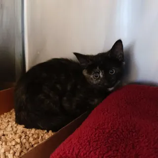 Speckles