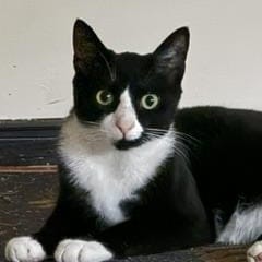 Milo