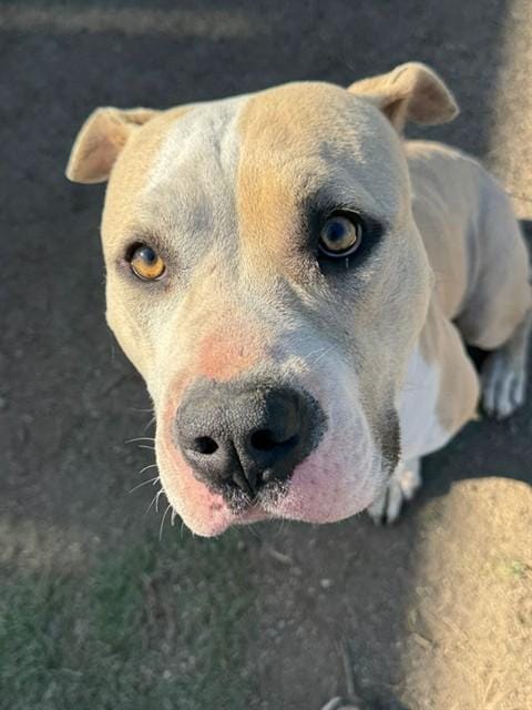TYSON