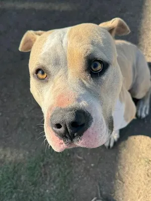 TYSON