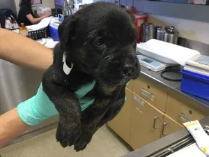 NOVA