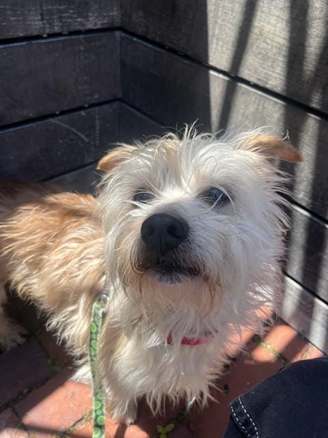 BISCUIT