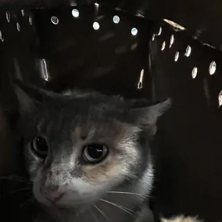 Purrseus