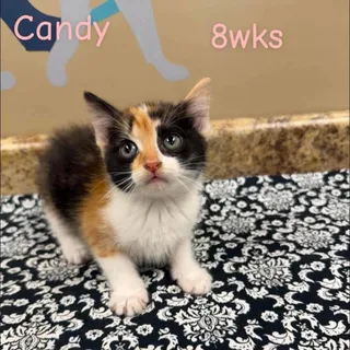 Candy in Manchester, MD