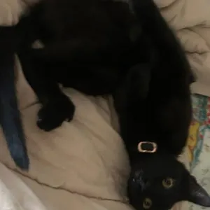 Vader
