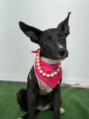 Moana-One of our Amazing Rescue Dogs