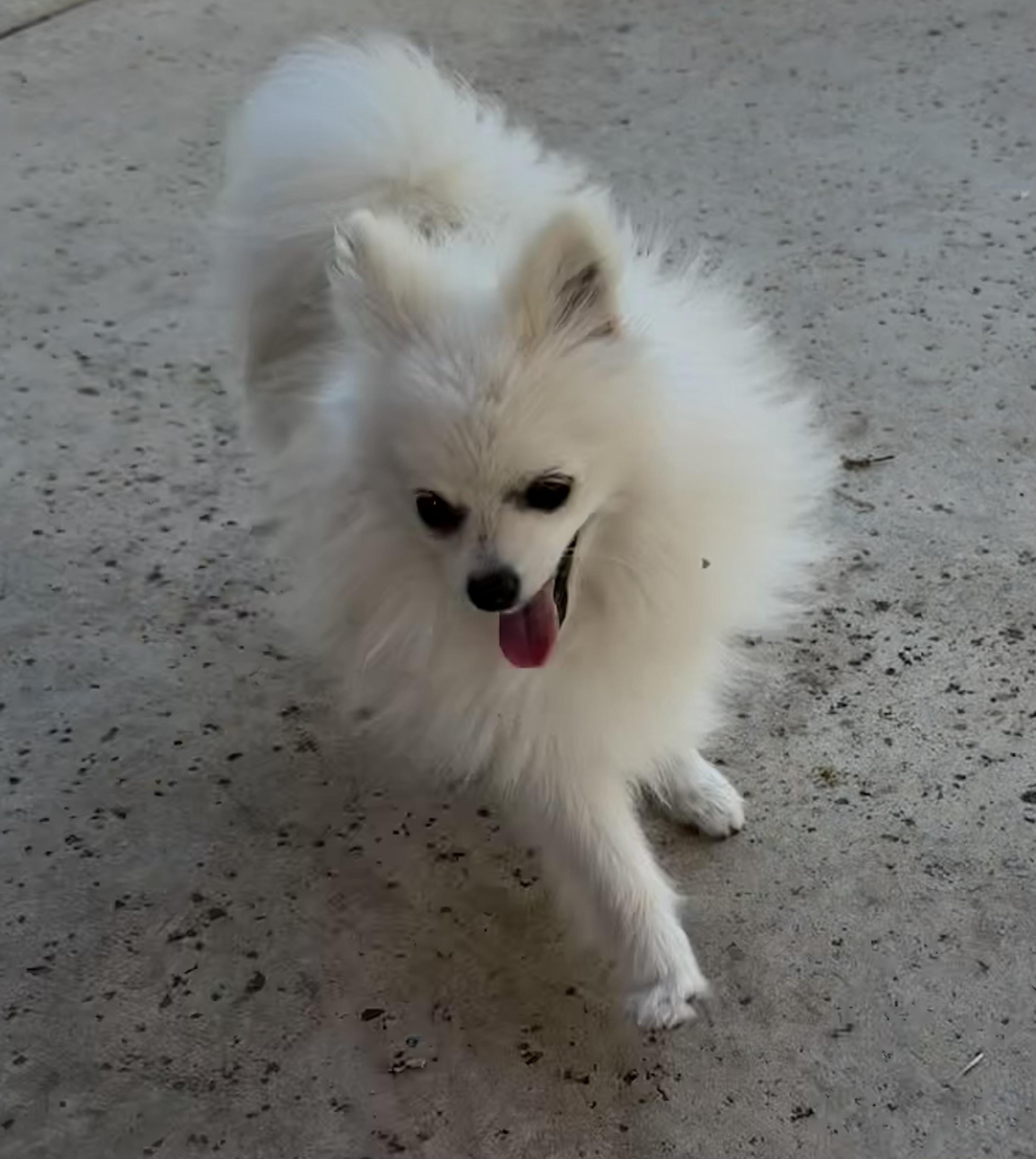 Ghost