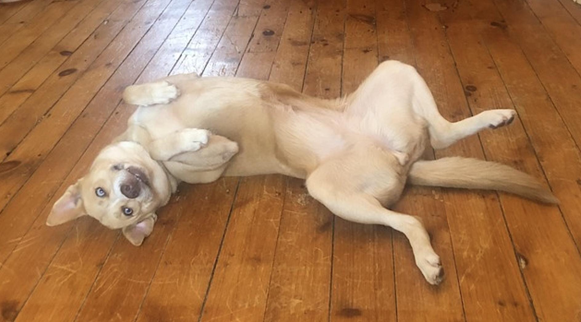 Stella