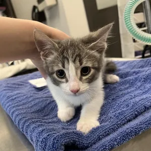 Itty Bitty