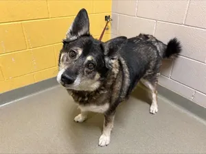 MIA