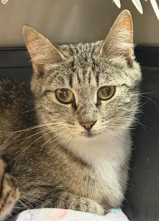 Whisker