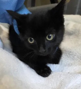 ARCHIE