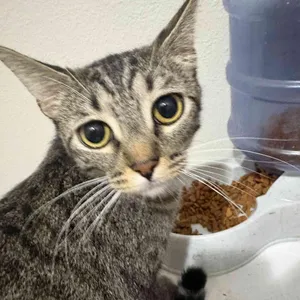 Mittens