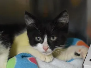 Vivian