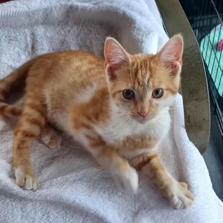Tango