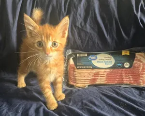 Bacon