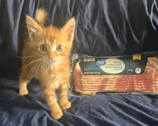 Bacon