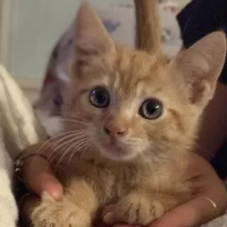 Simon (Simone)