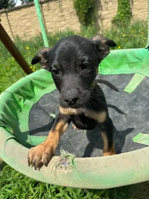 Diesel (Erin-fostered in TN)