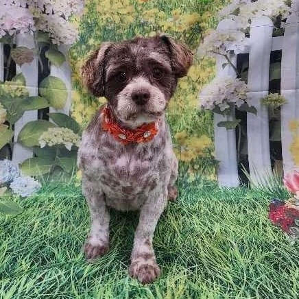 Daisy