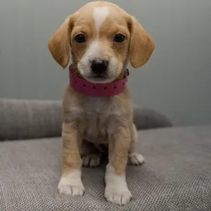 Zoey