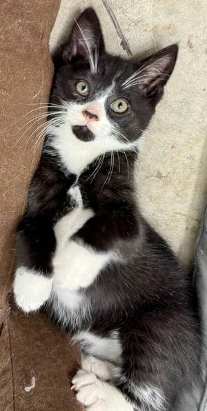 Sampson, affectionate & outgoing Tuxedo cutie