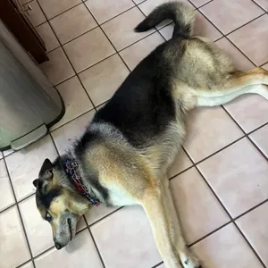 Jet