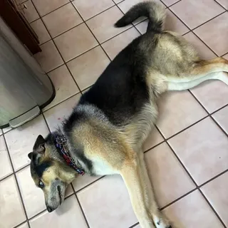Jet
