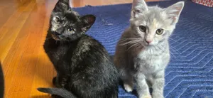 Arwen Black & Eowyn