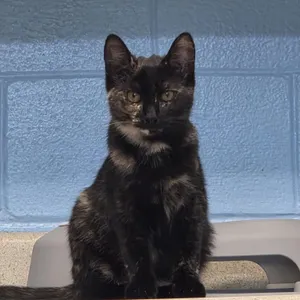 Cayenne