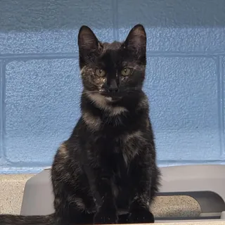 Cayenne