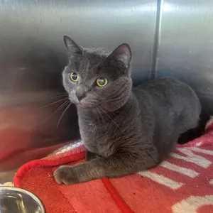Kit-Kat