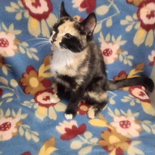 Charlize aka charlie