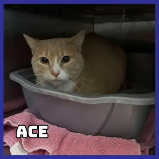 Ace