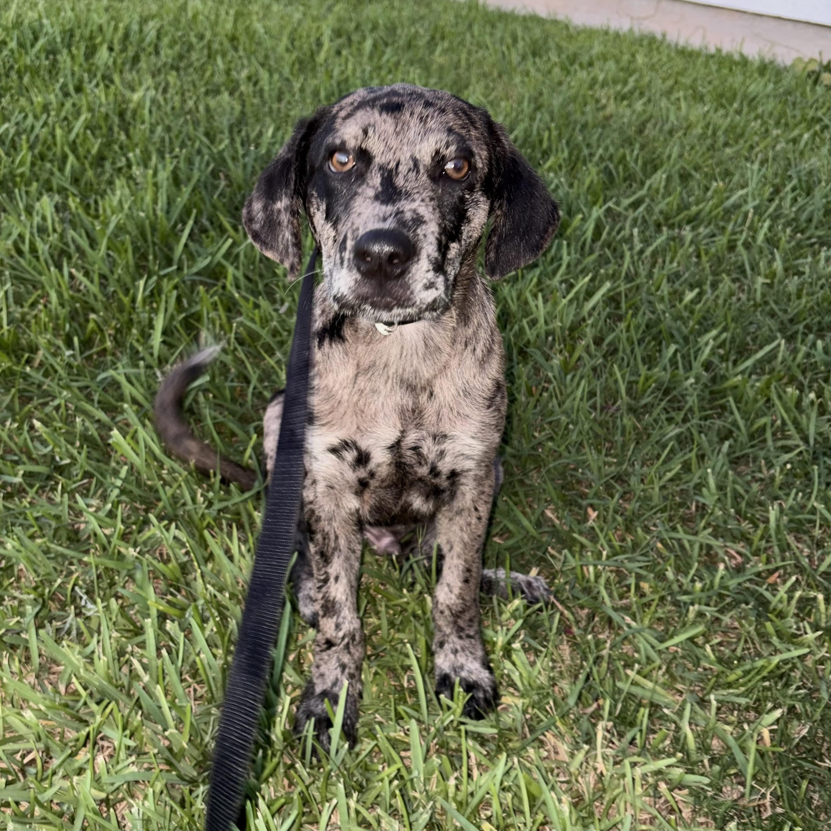 Koda