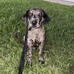 Koda