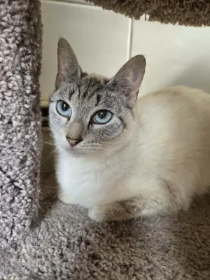 BELLA