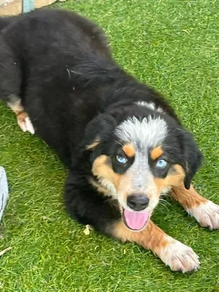 Bernie