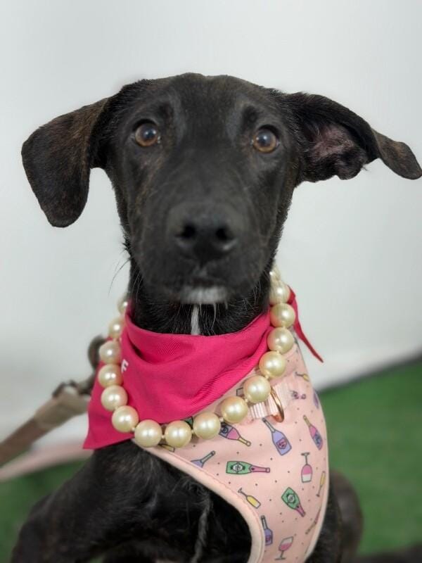 Miss Bianca-One of our Amazing Rescue Dogs