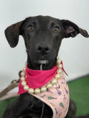 Miss Bianca-One of our Amazing Rescue Dogs