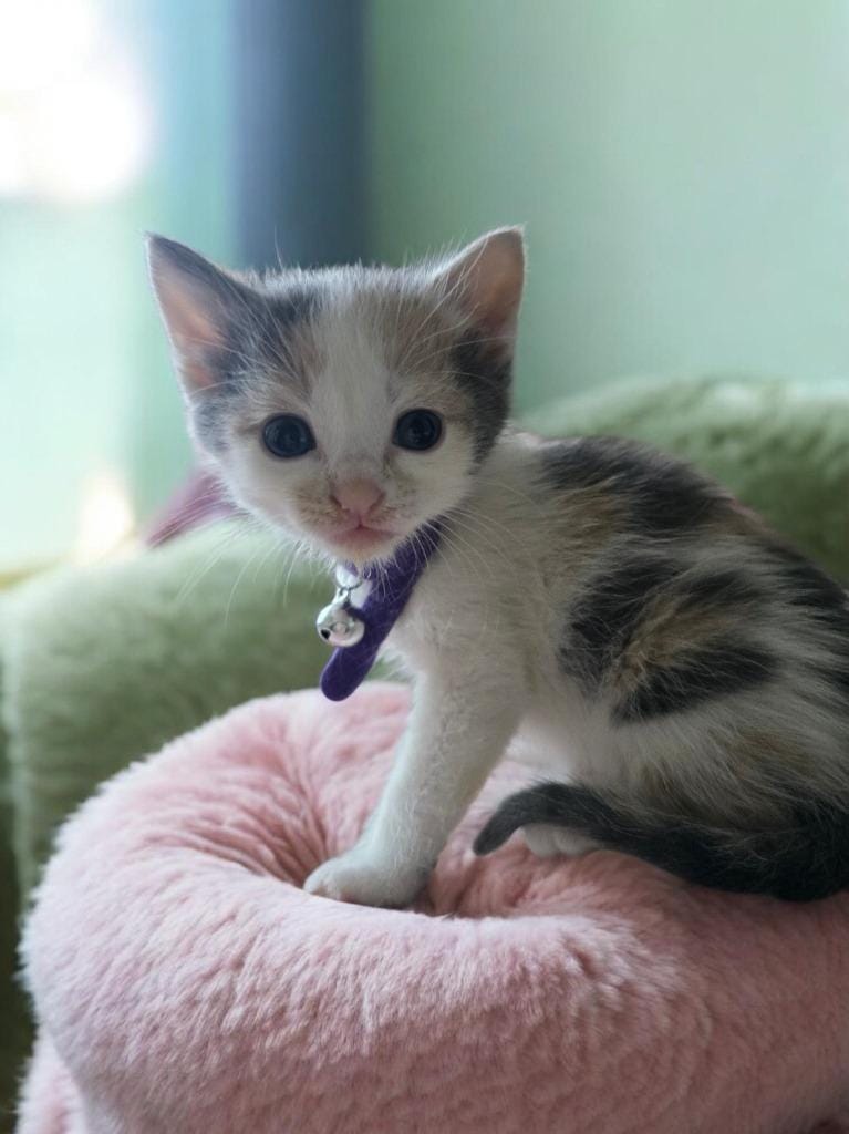 Tina