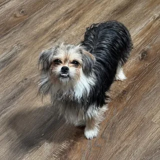 Lady