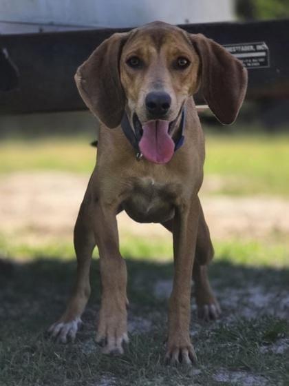 Andrew