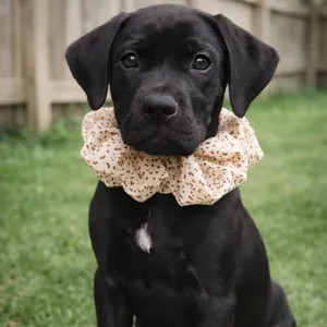 Toby