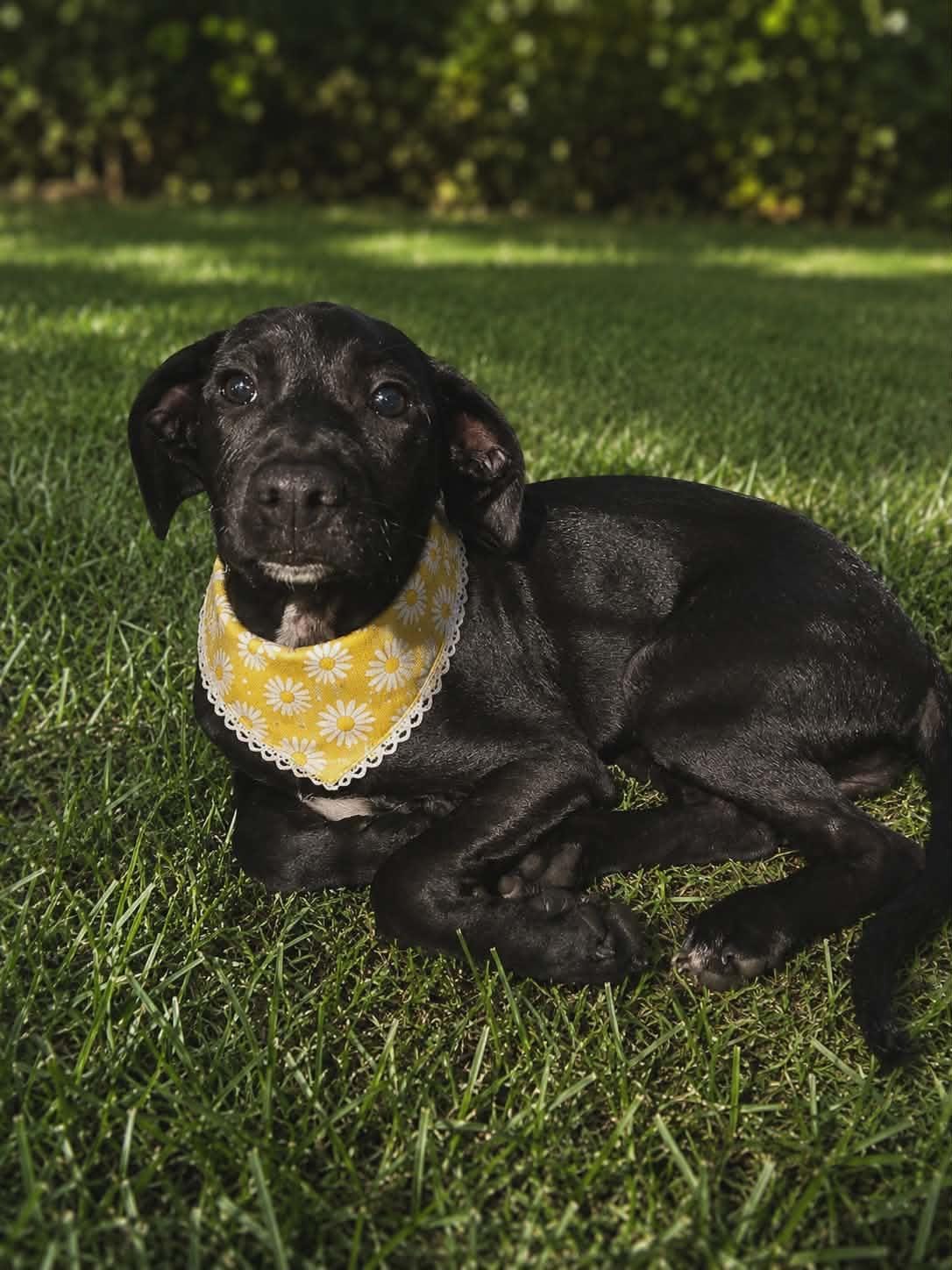 Lilly (Your new best friend)