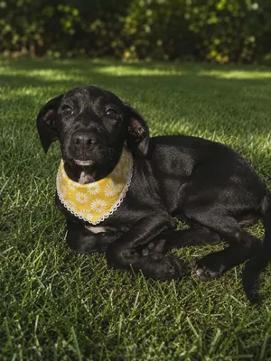 Lilly (Your new best friend)
